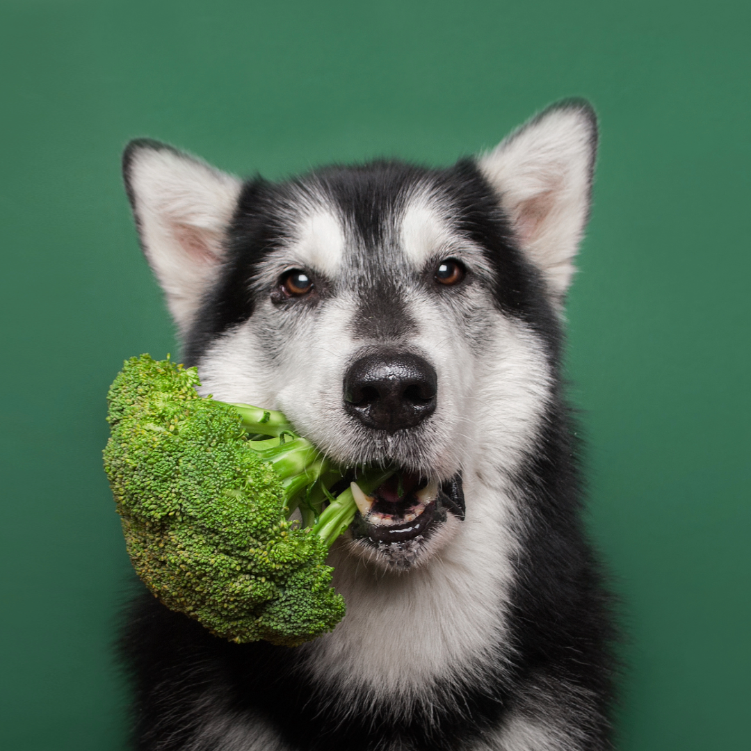 Canine Longevity: How to Help Your Dog Live Longer and Healthier