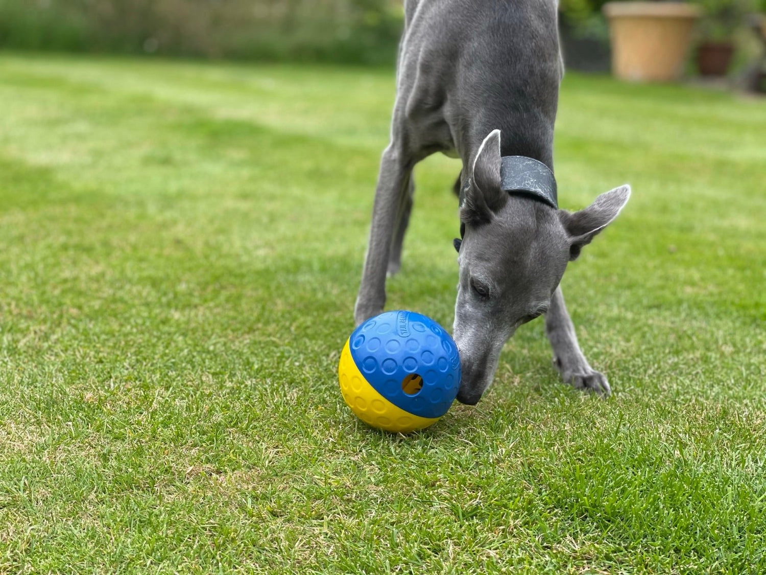 dog in a garden playing with a treat ball