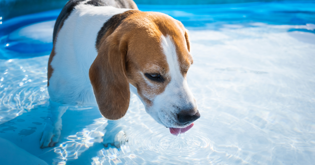 Keeping Dogs Cool in Summer: Essential Heat Safety Tips for Pet Owners