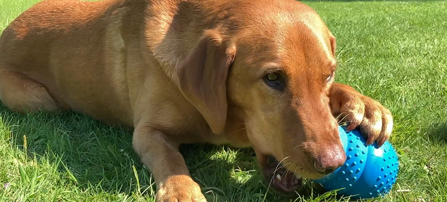 Dog Toys & Enrichment
