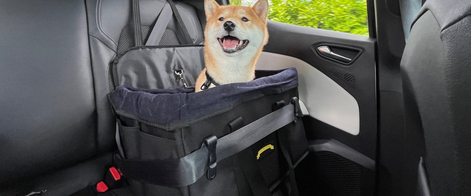 Dog Walking and Travel