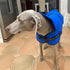 A Weimaraner dog is wearing a blue dog jacket standing in the kitchen of a house