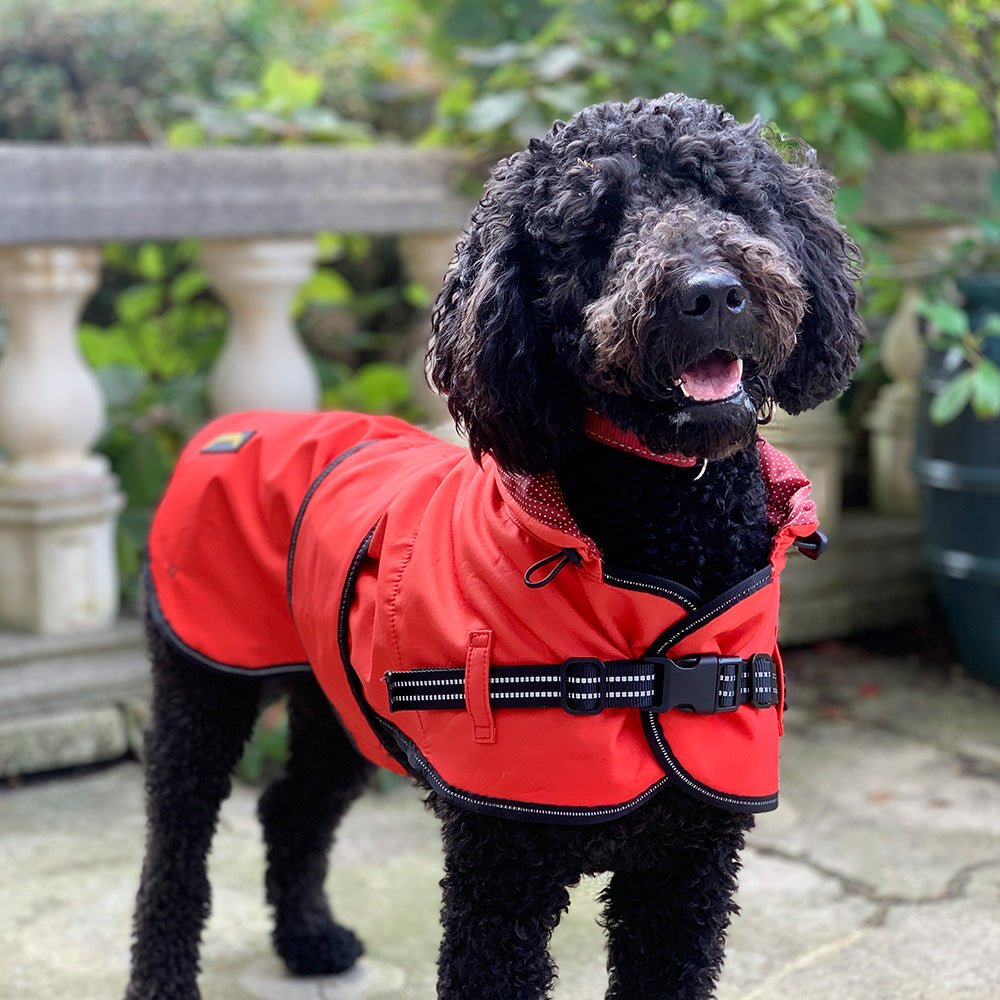 A red dog raincoat jacket on the black labradoodle, standing in the garden