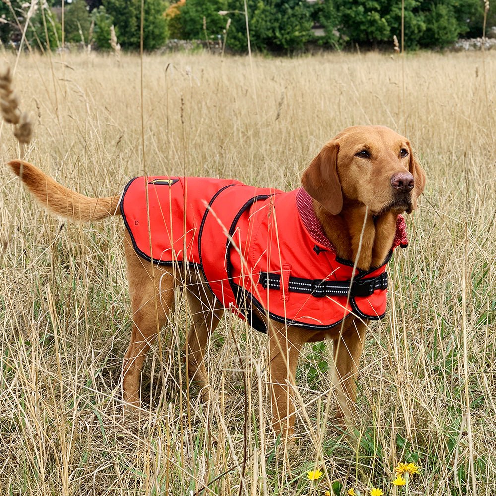 A Golden Labrador Retriever is wearing the red colour all season dog jacket standing in the field