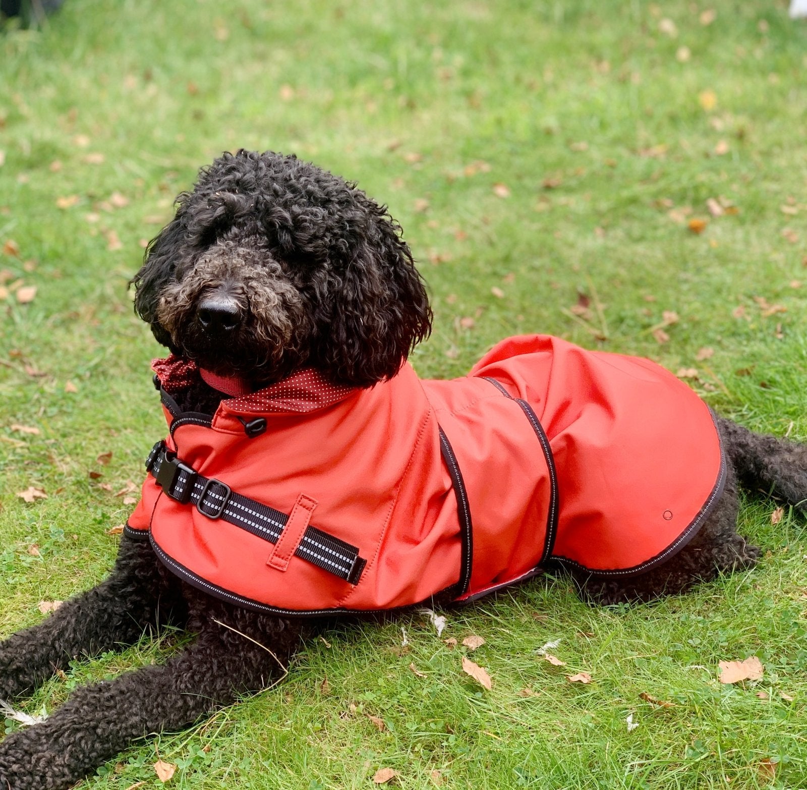 Red colour waterproof dog jacket on a Labradoodle lying on grass