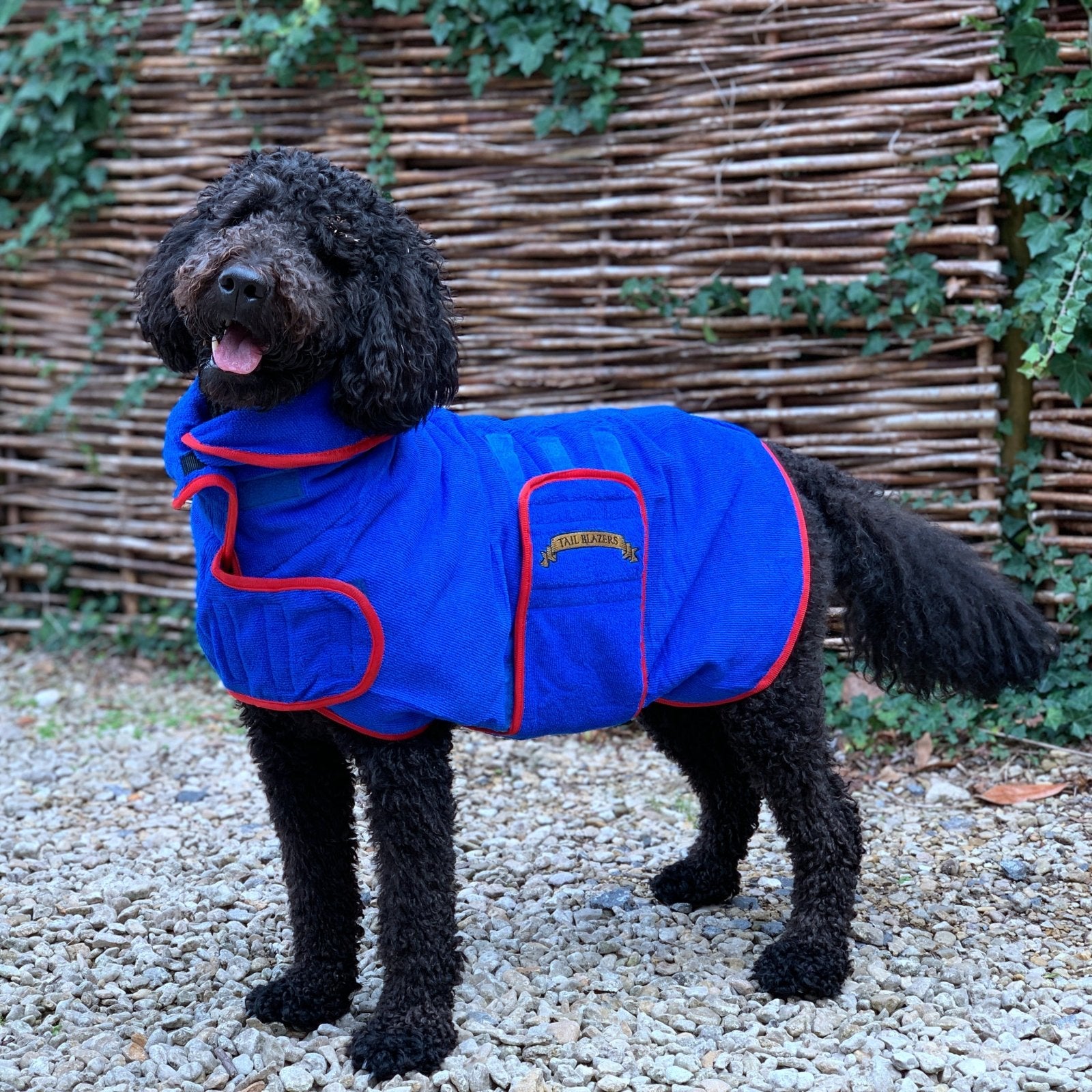 Dog drying robe in blue on a Labradoodle dog outdoor