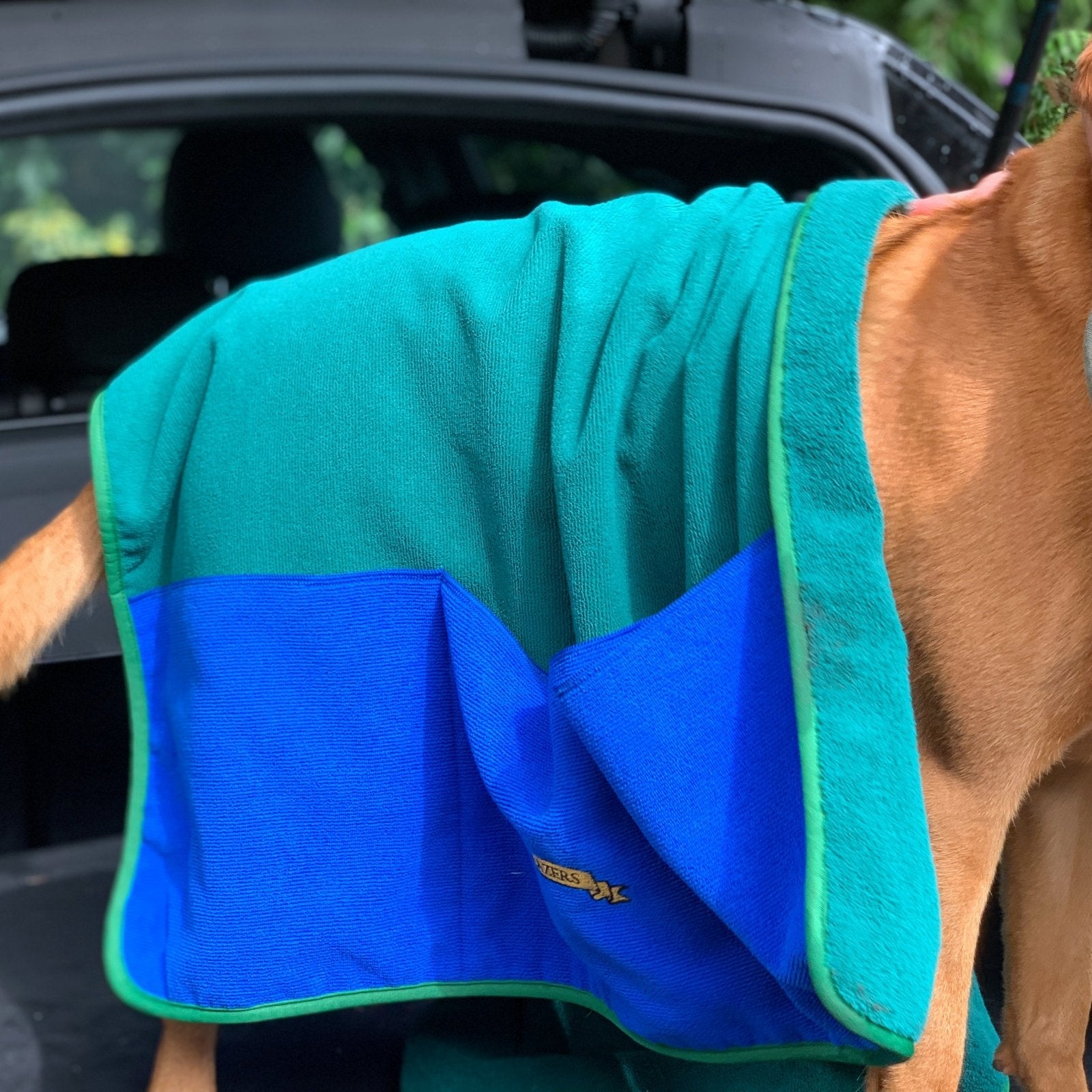 Close up image Labrador Retriever dog is standing on the car boot. Body is covered by a green towel