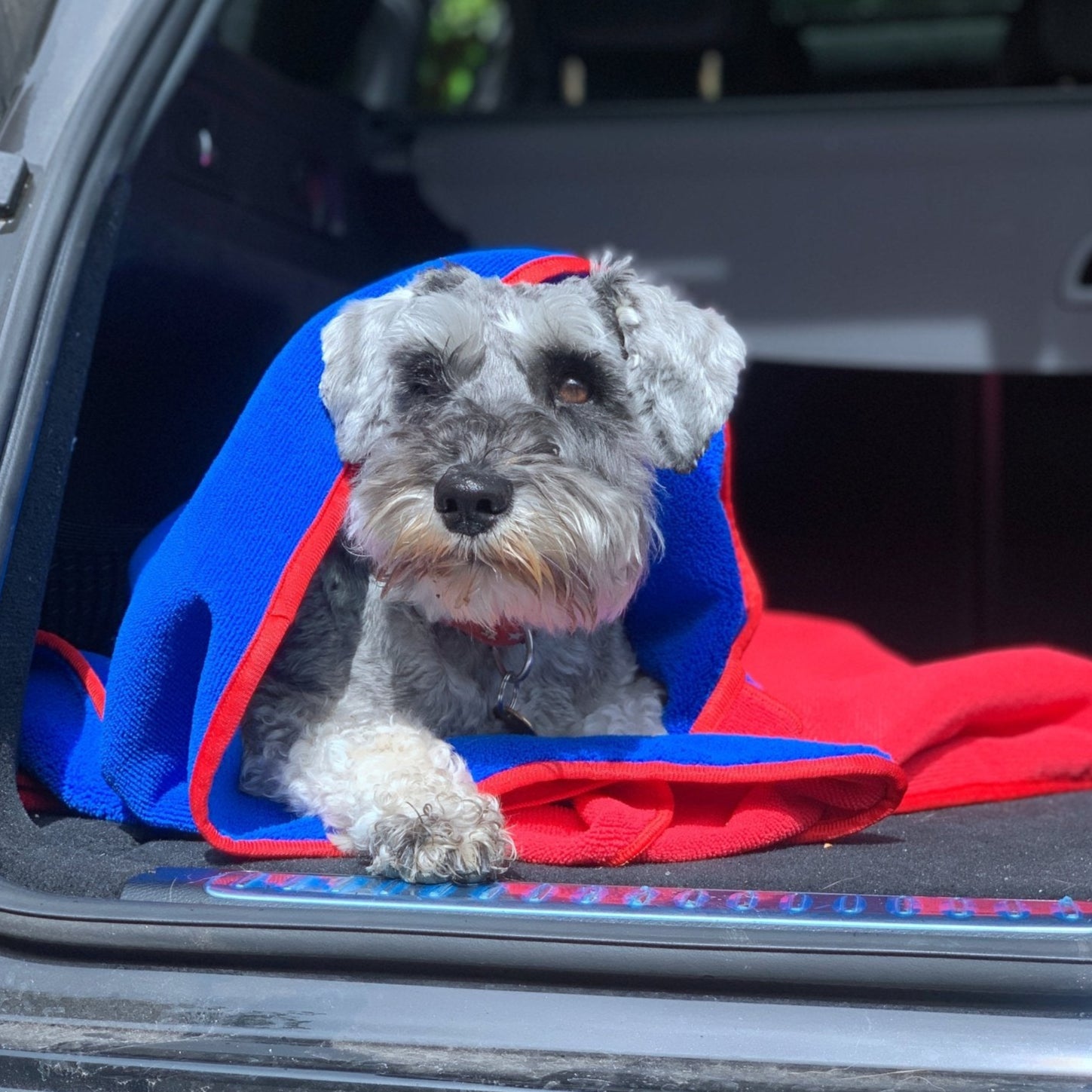 Dog drying towel on a Schnauzer dog lying on the carboot