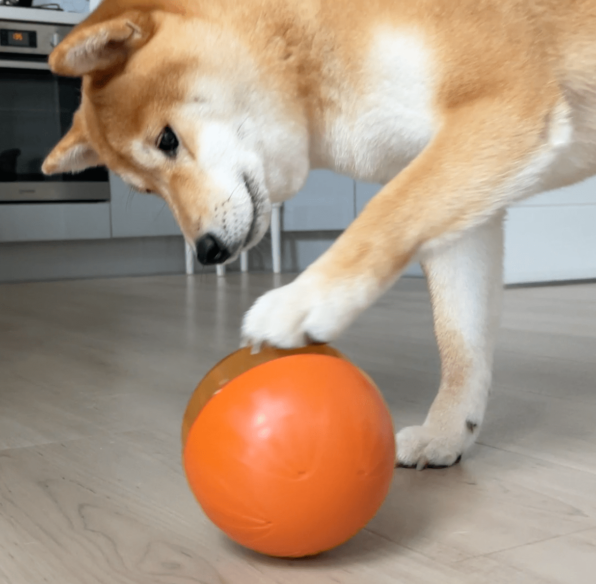A Shiba Inu dog is playing with the treat ball with one hand on the floor