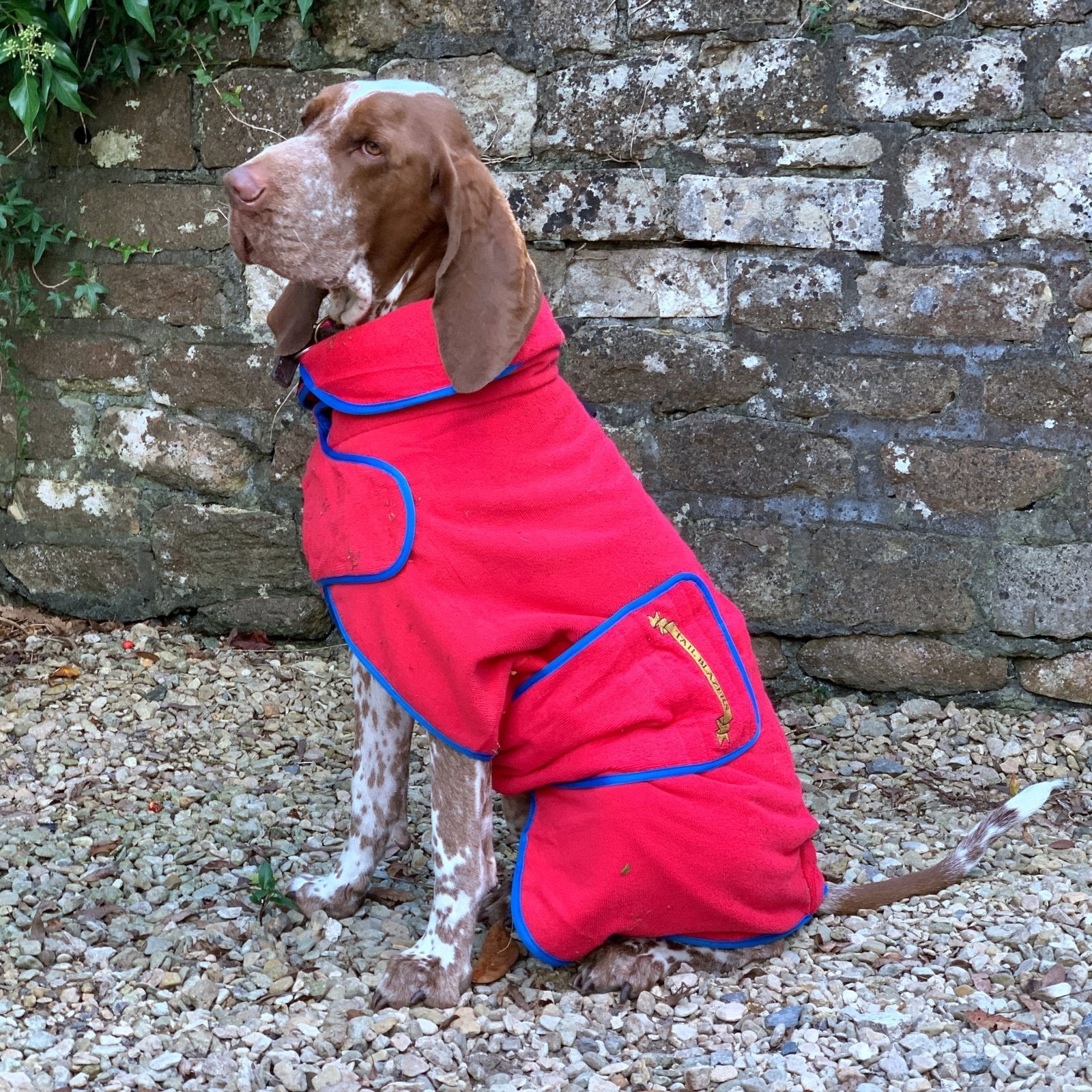 A German Shorthaired Pointer is wearing a red colour dog towel robe sitting in front of a stone wall
