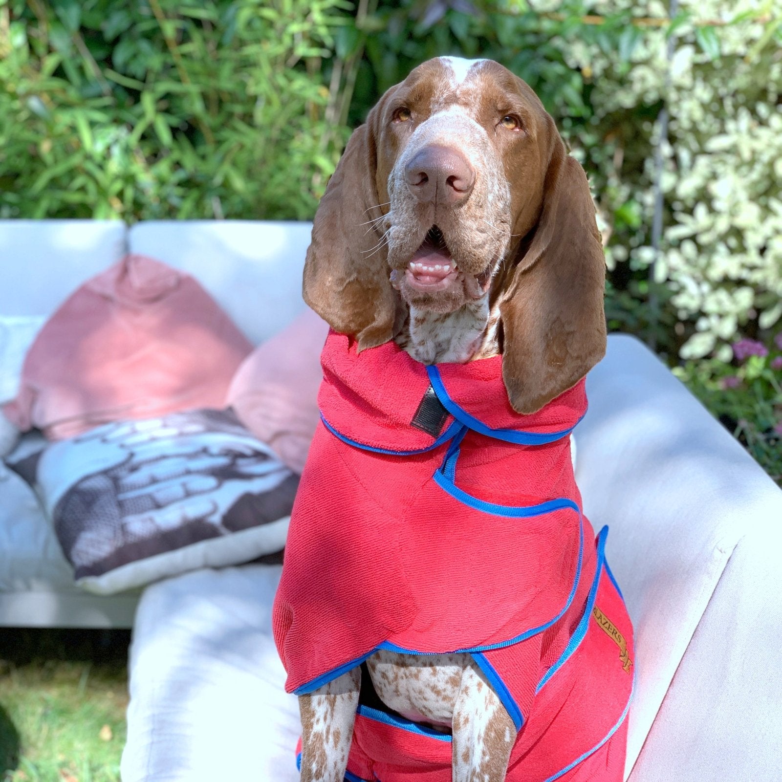 A German Shorthaired Pointer is wearing a dog towel robe in red, sitting on the outdoor sofa