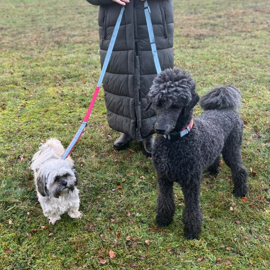 A lady is holding a Double Ended Dog Lead with two dogs, a standard Poodle and a Lhasa Apso