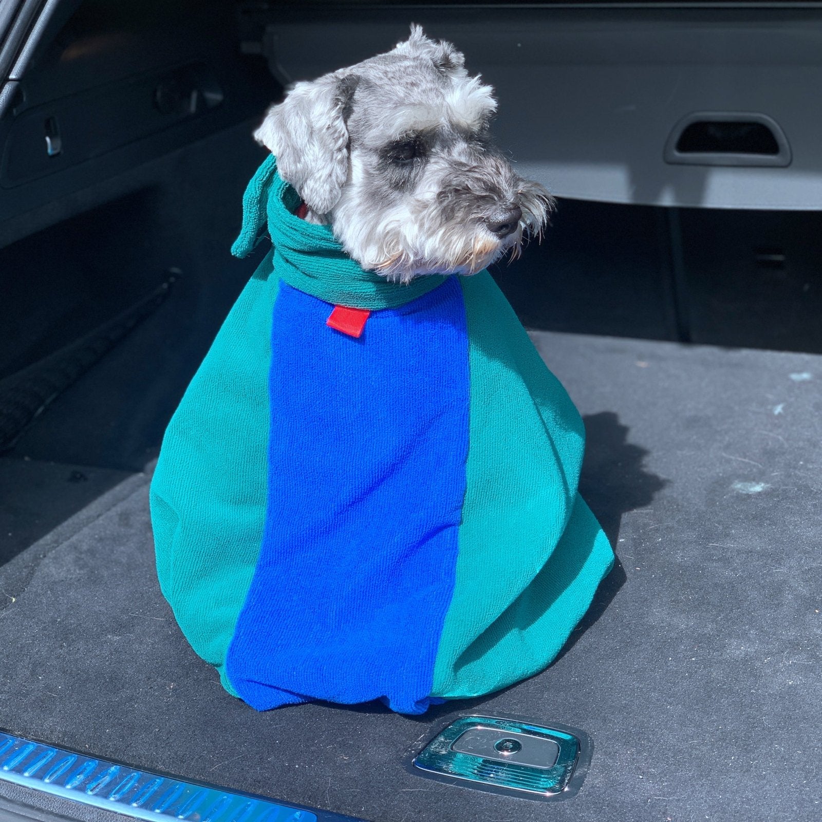 A Schnauzer dog inside a green drying bag sitting on the car boot
