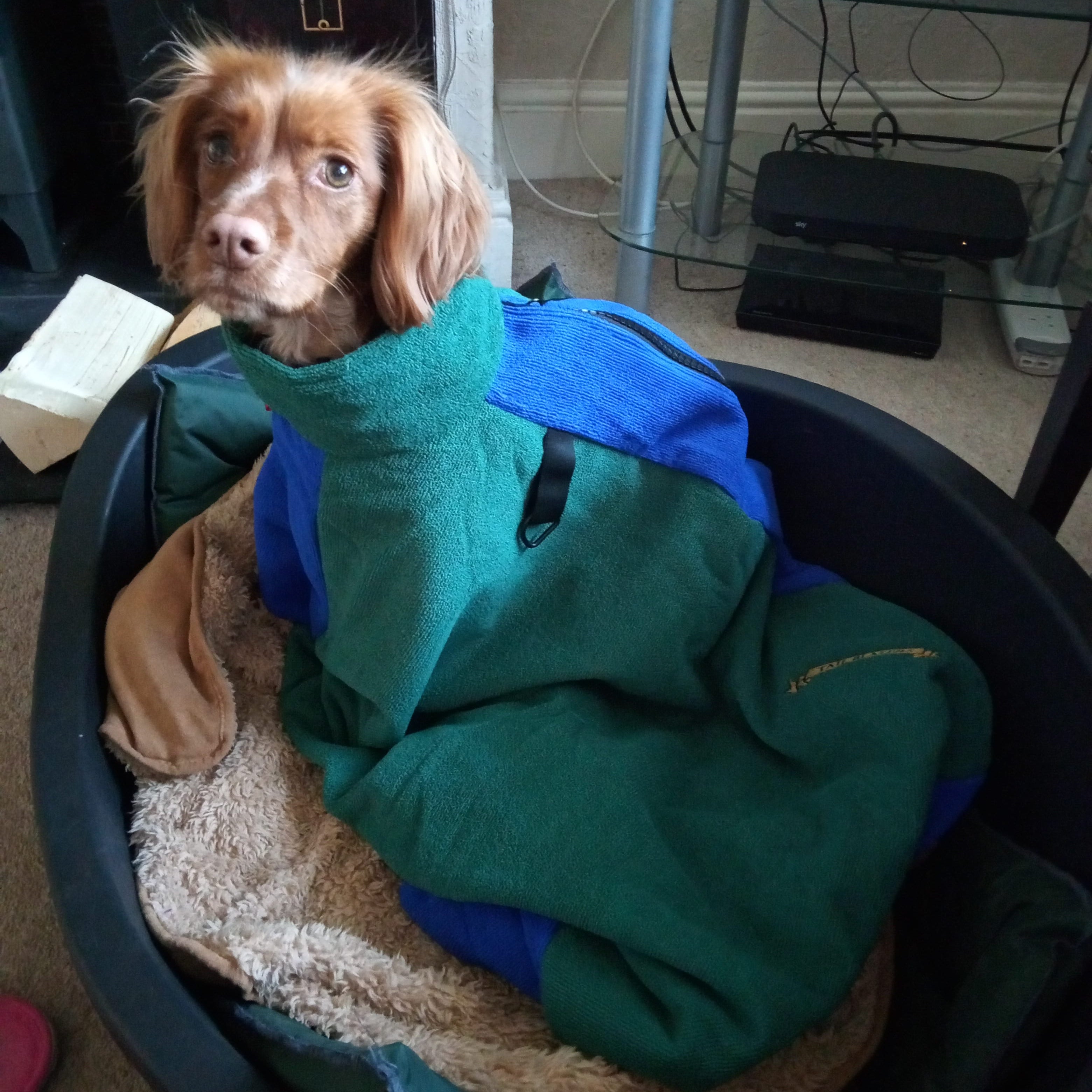 A cocker spaniel sitting in the drying bag on the bed