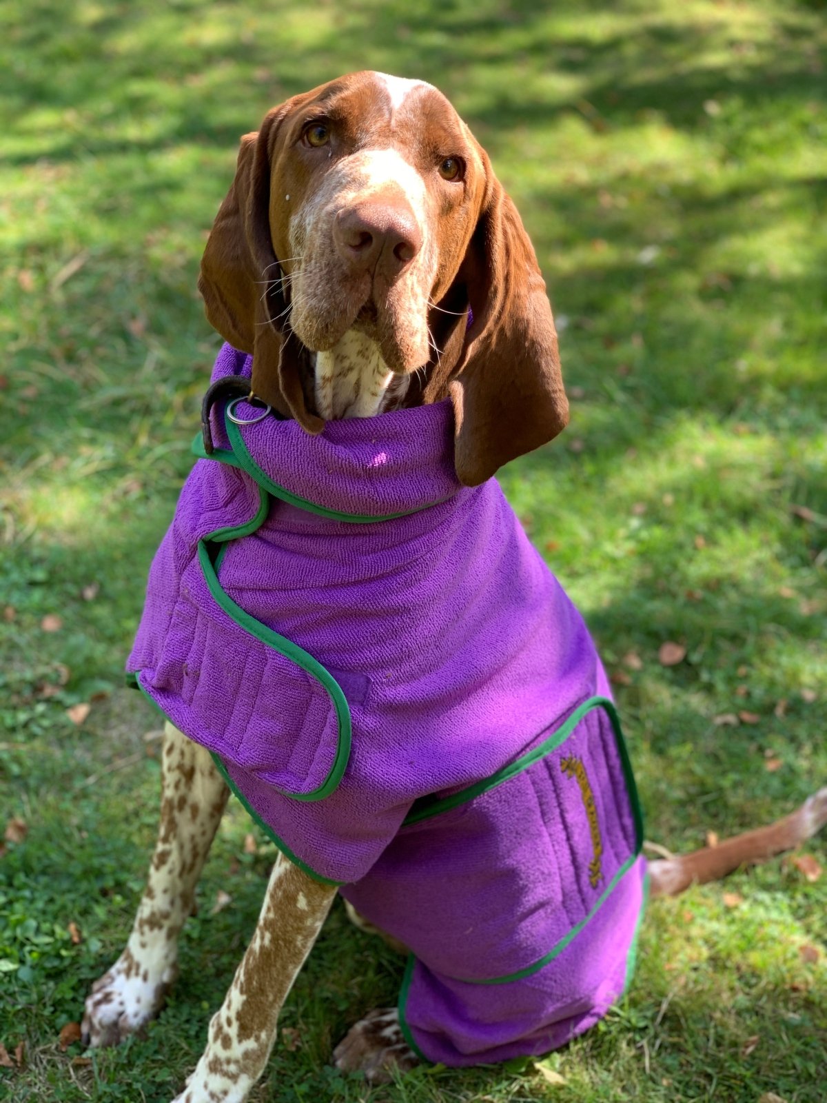 A German Shorthaired Pointer with it&