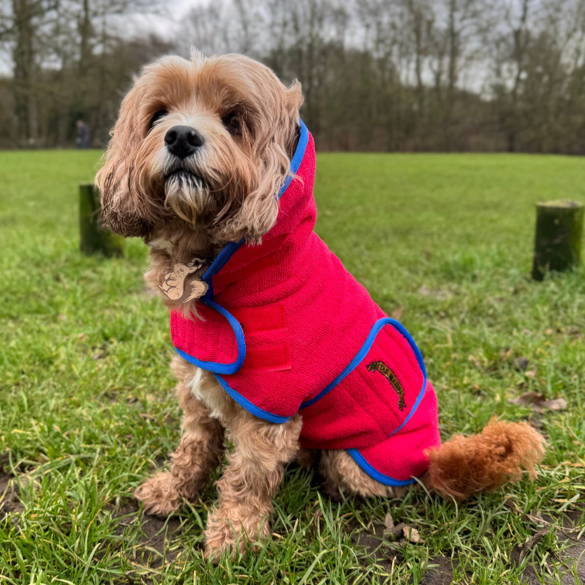Small sized red dog towel coat on a cavapoo