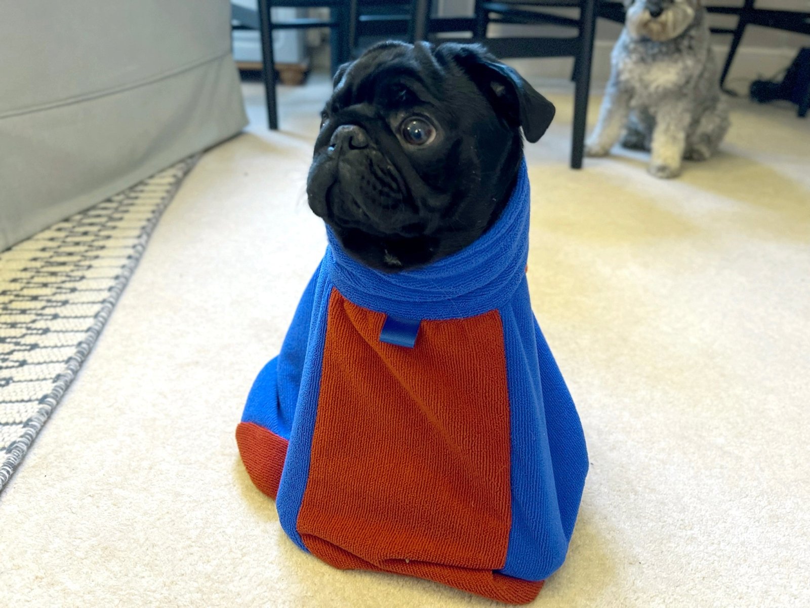 A pug dog in a brown drying bag sitting in living room