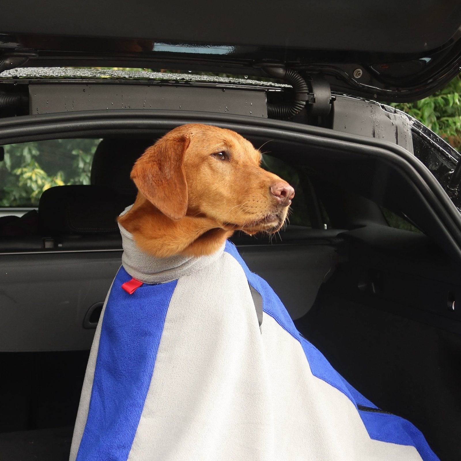 A Labrador is sitting in a grey dog towel drying bag in the car boot