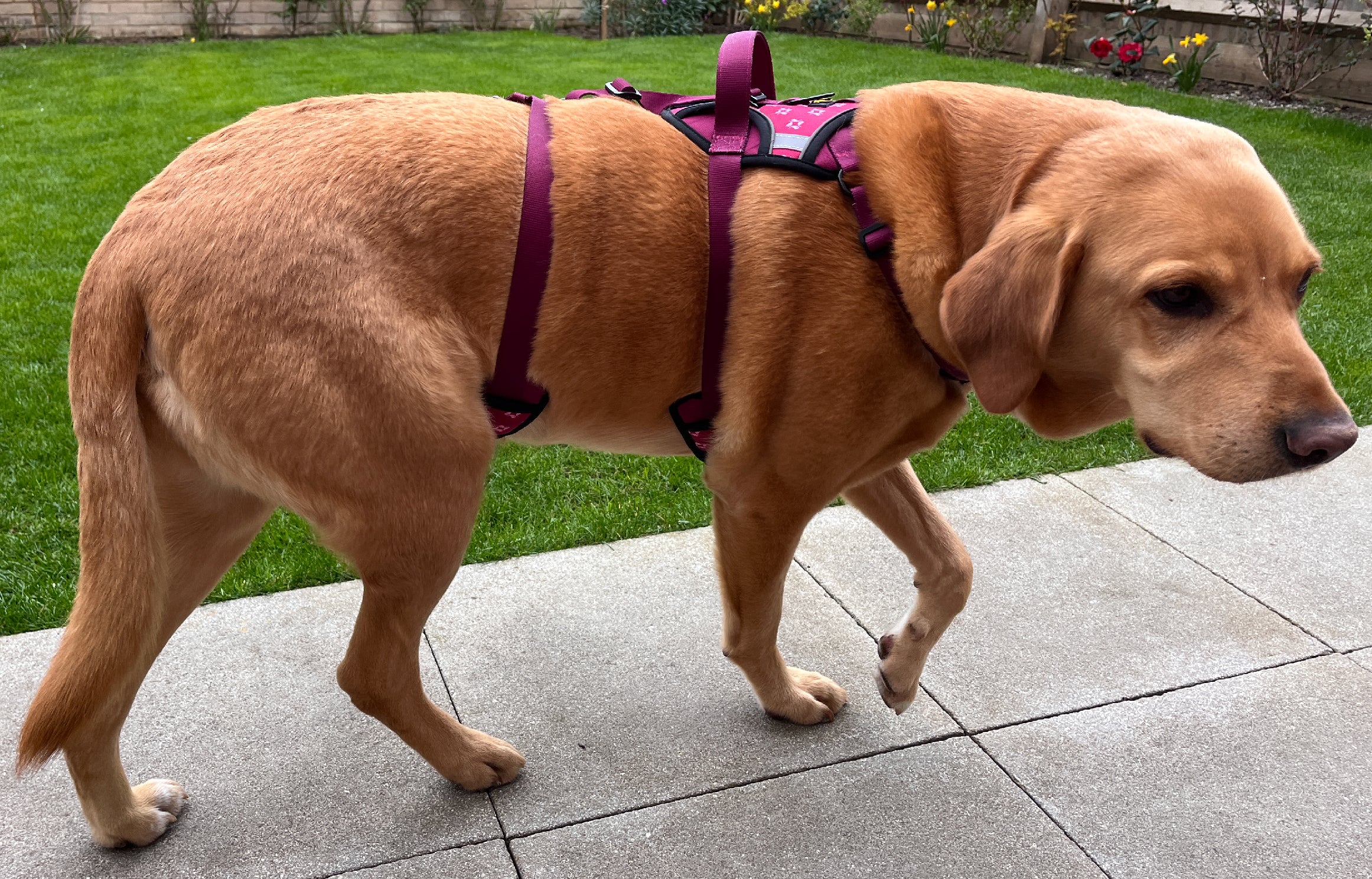 dog harness labrador