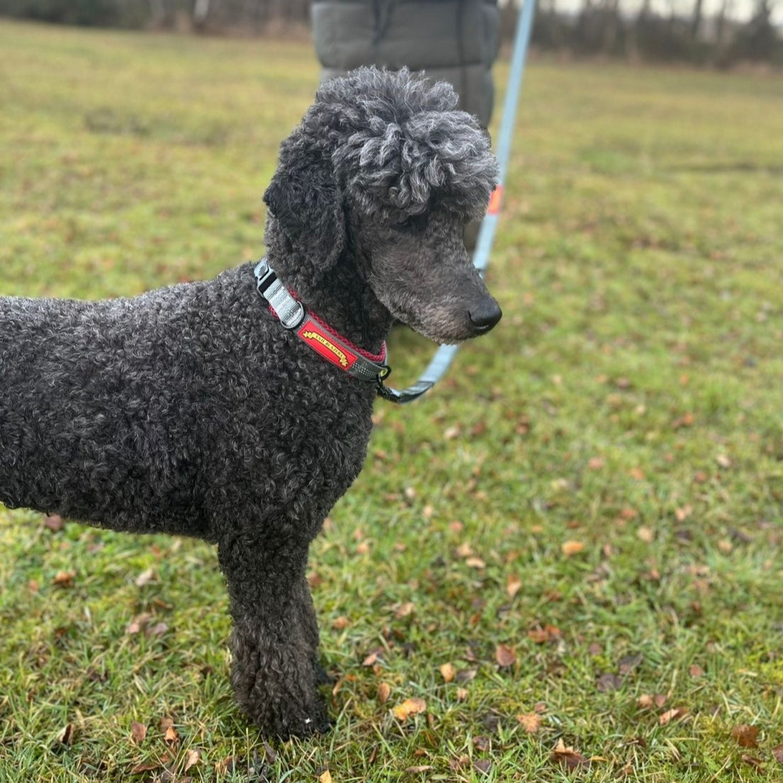 A standard poodle walking in the woods with collar and lead