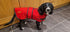 A cocker spaniel dog wearing a red do waterproof jacket standing in the kitchen with cupboard behind