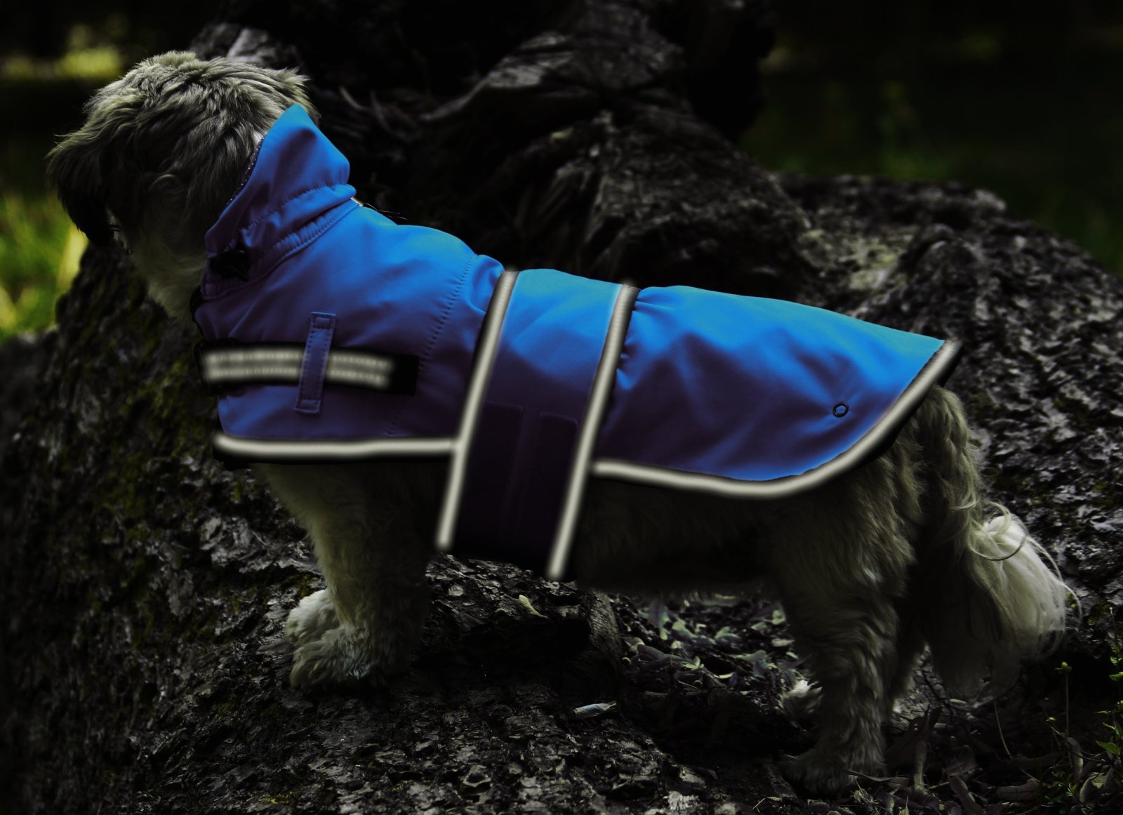 A dog is wearing the reflective dog raincoat in the dark outdoor
