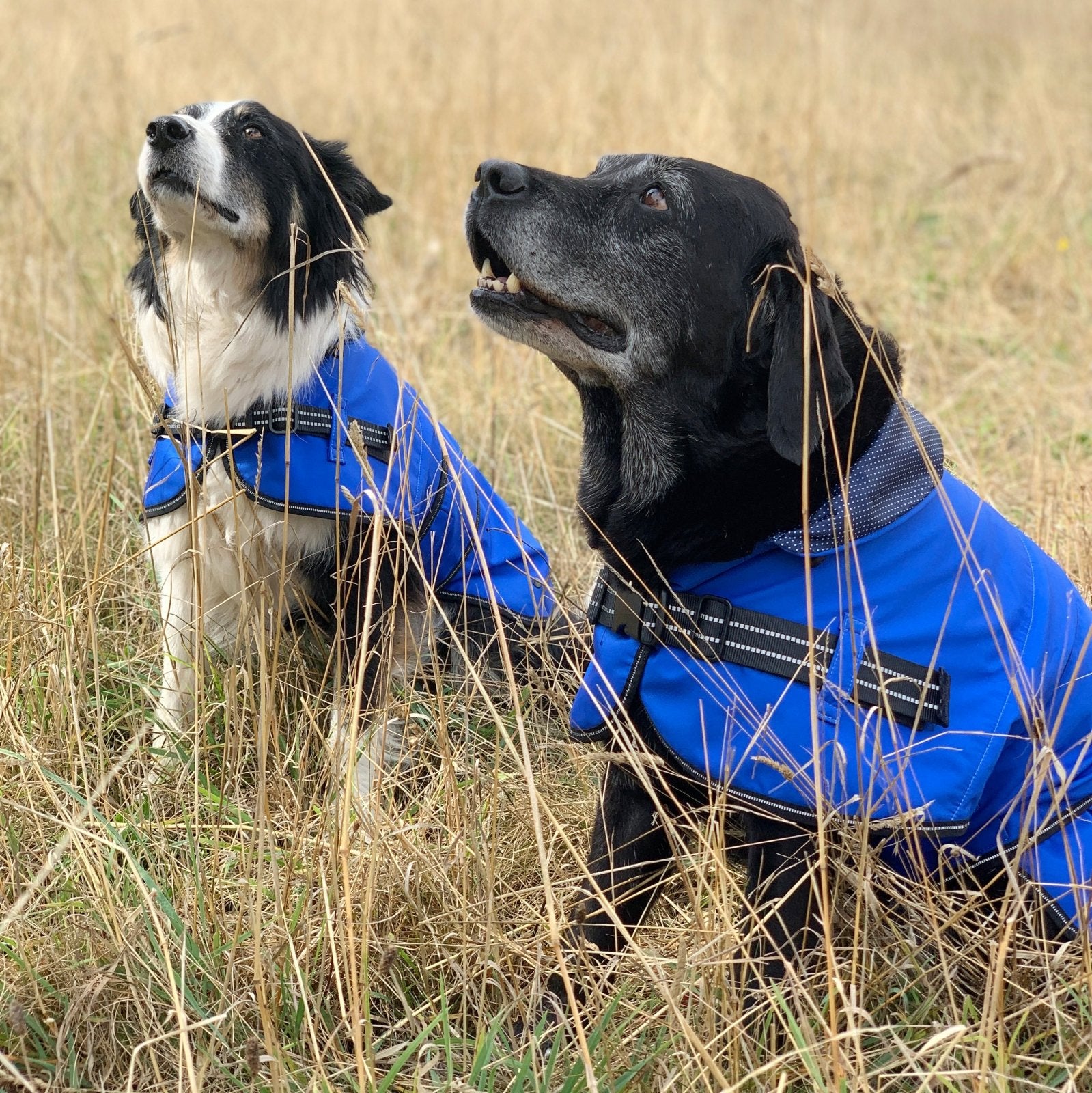 Two dogs, a border collie and a Labrador are wearing blue waterproof jacket sitting in the field