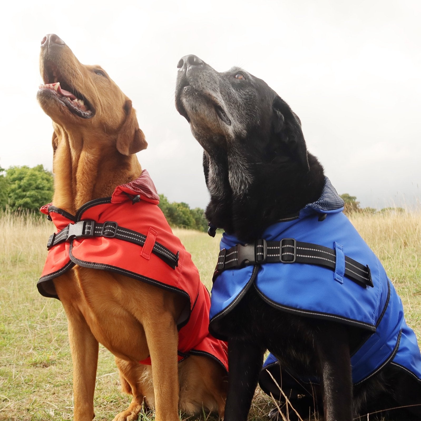 Two Labrador demonstrate the Raincoat jacket in red and blue colour