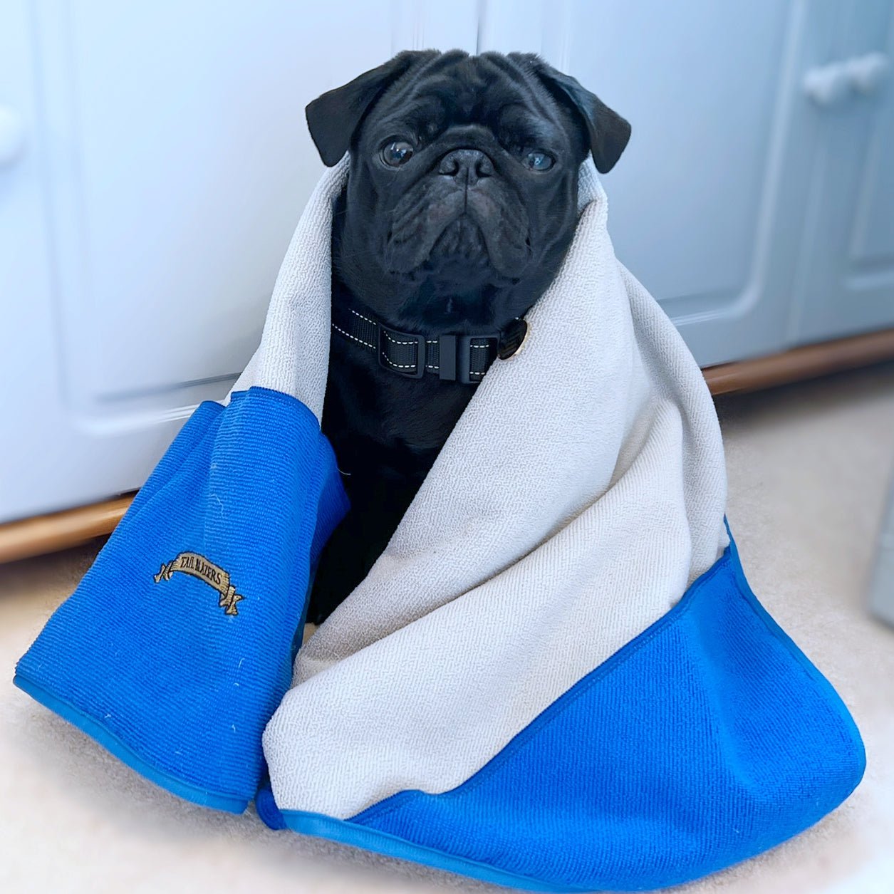 A dog pug sitting in a living room cover with a grey colour microfibre towel