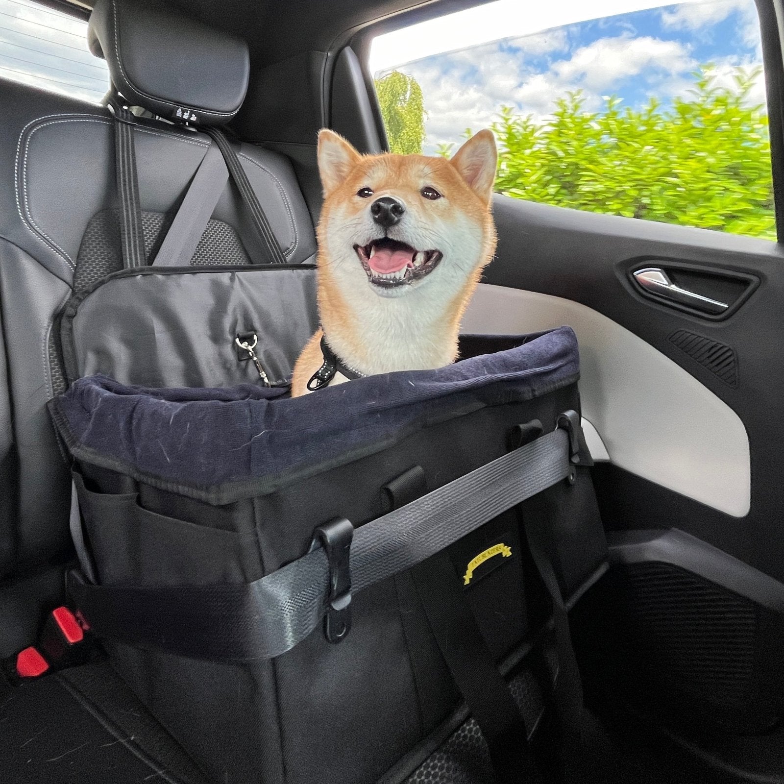 A Shiba Inu dog is sitting in the travel crate that is mounted on car with the seat belt