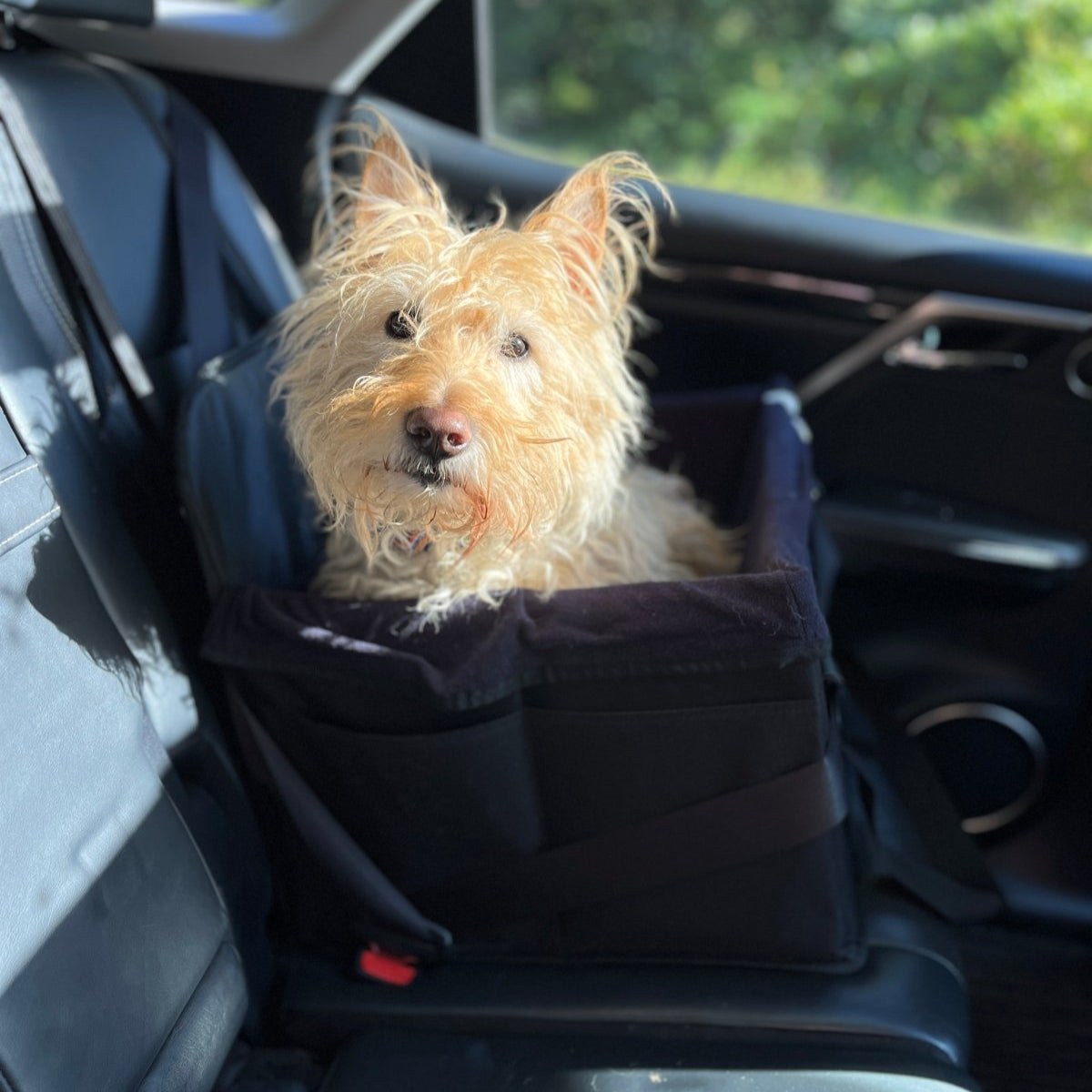 A Scottish Terrier dog is sitting on car with the secured dog travel seat.