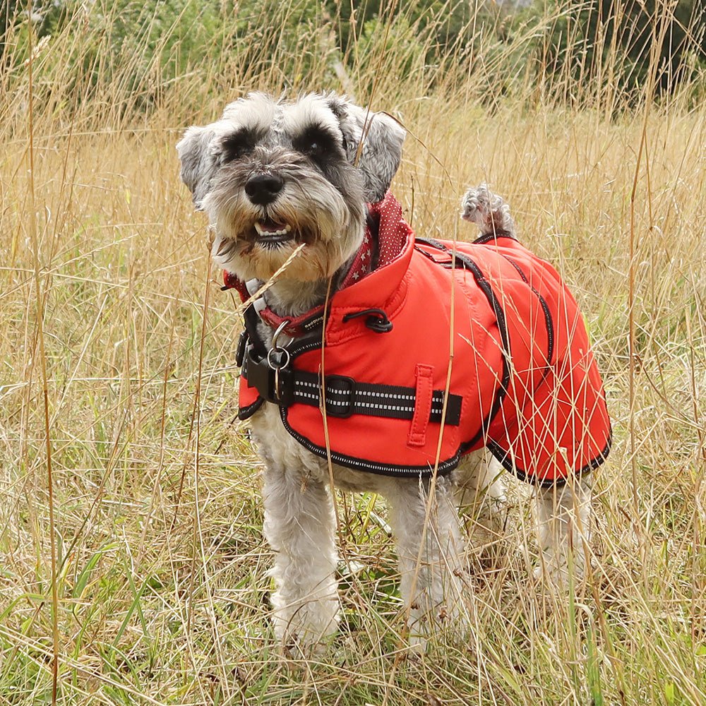 A Schnauzer dog is wearing a red dog waterproof jacket standing in the field