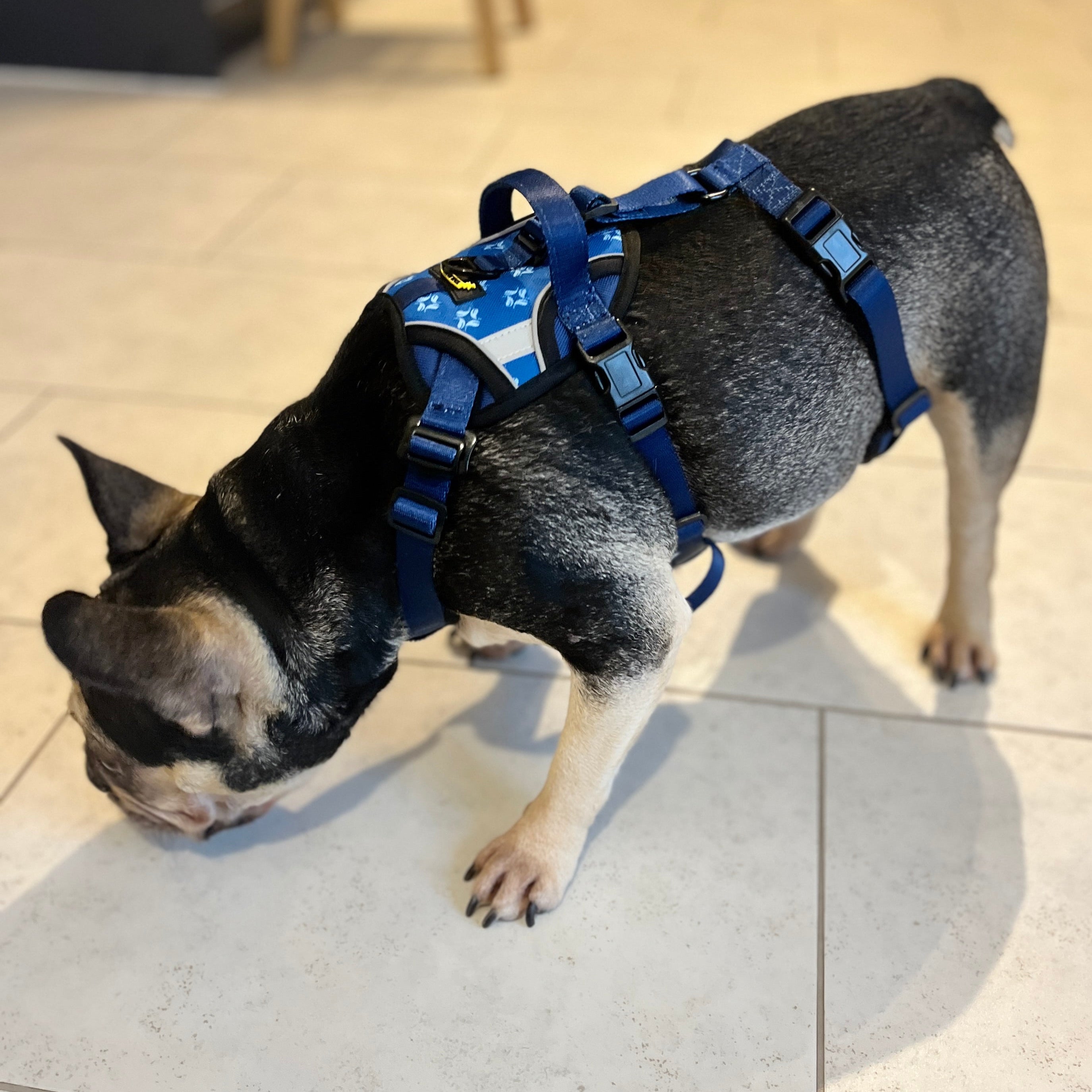 Escape proof dog harness