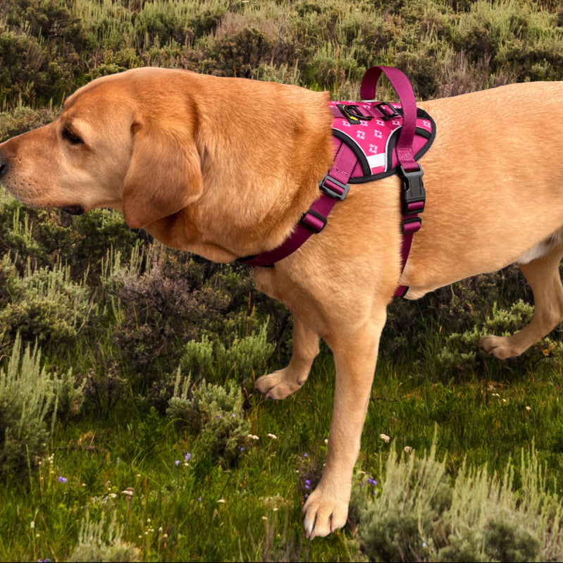 Dog harness no pull large dogs