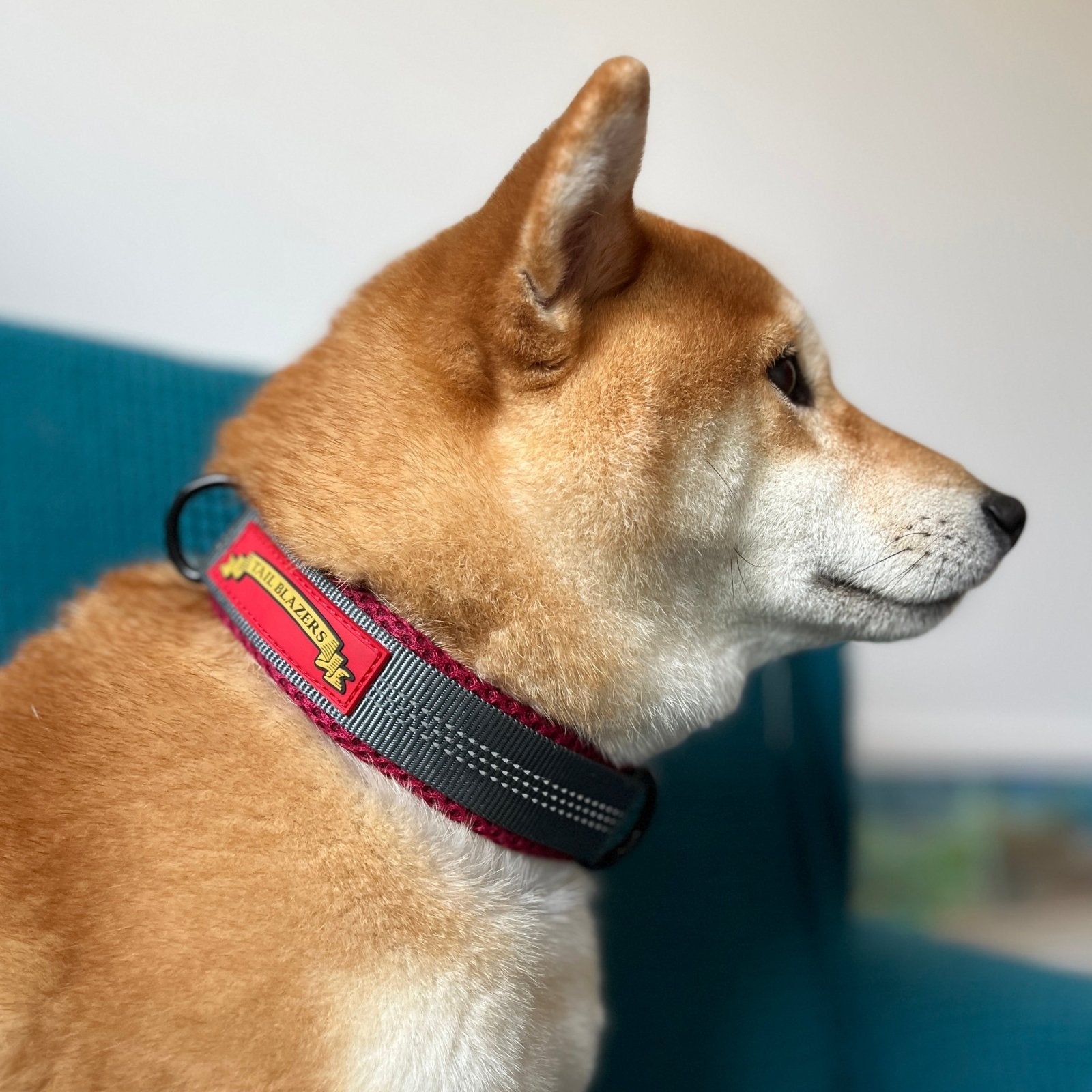 A padded red grey colour dog collar on a Shiba Inu dog