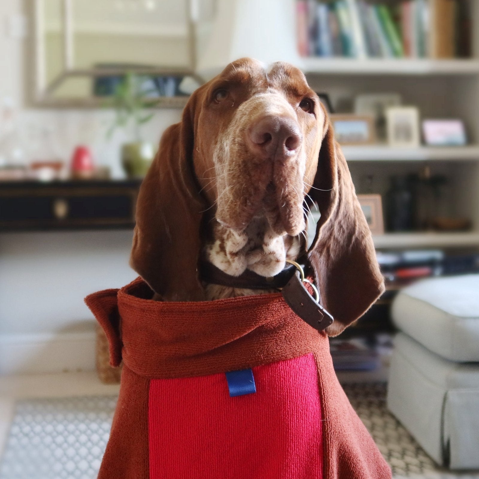 Close up image dog drying bag demo with a German Shorthaired Pointer dog