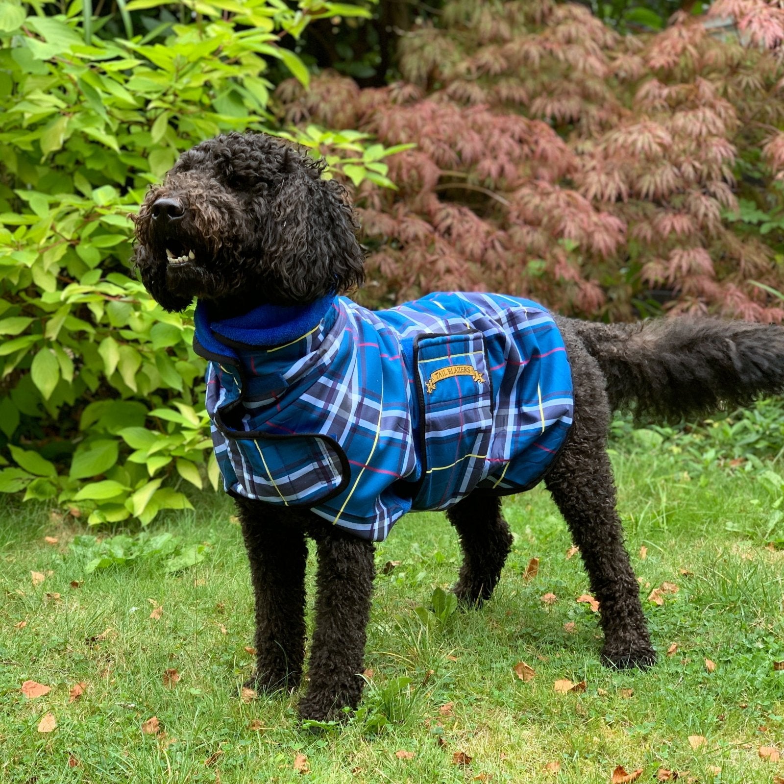 A Labradoodle dog is wearing a checked pattern drying coat standing on grass