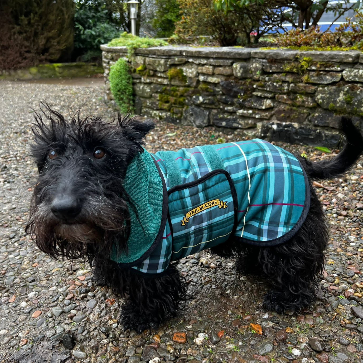 A Scottish Terrier dog is wearing a green tartan pattern coat standing