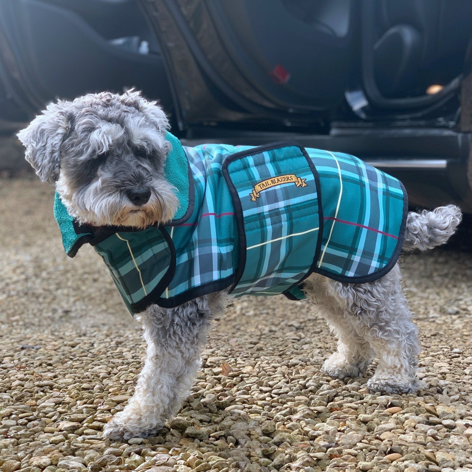 A Schnauzer Dog is wearing a green checked pattern coat standing next to a car