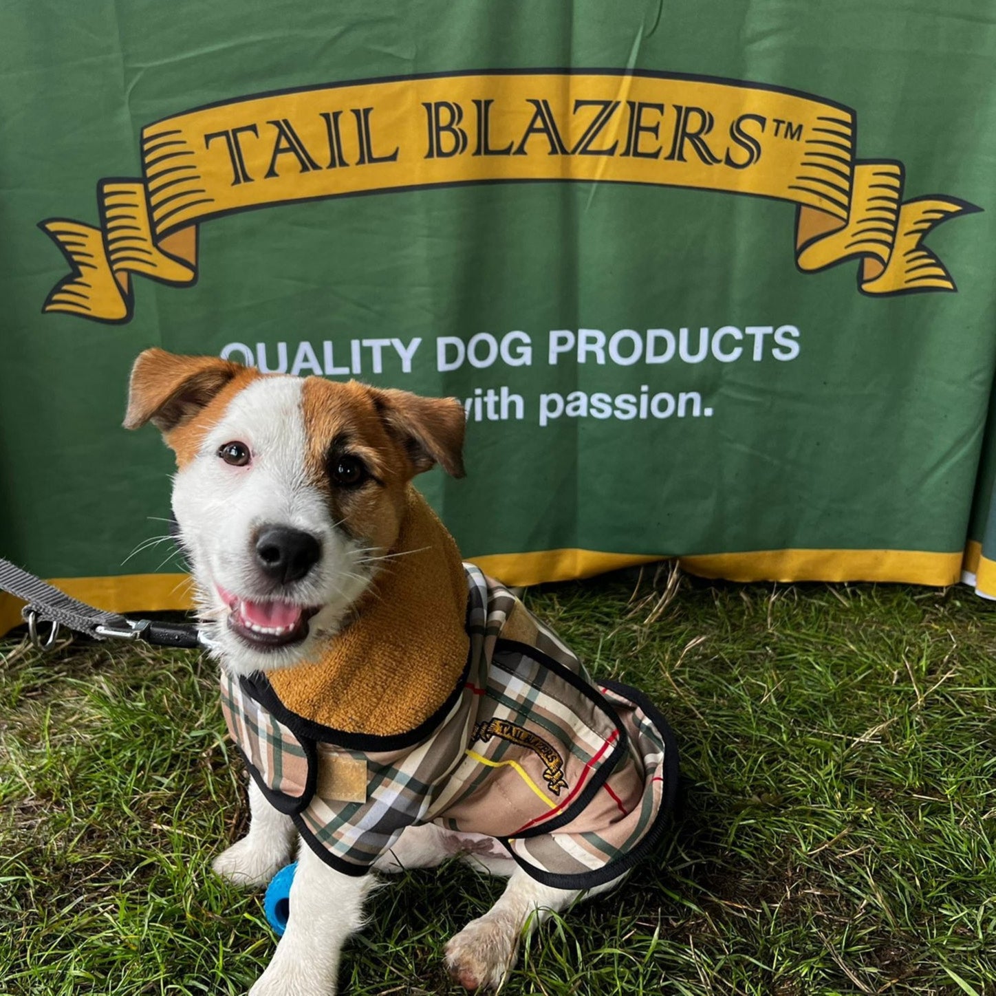 A Jack Russell dog is sitting in front of Tail Blazers banner with the beige tartan towel coat on