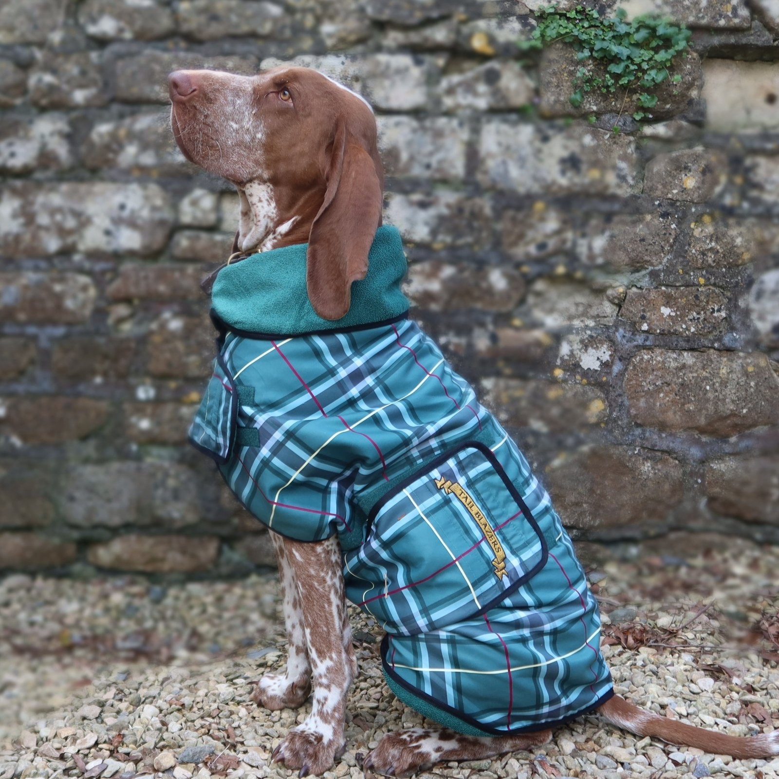 A German Shorthaired Pointer dog is wearing a green checked pattern dog towel coat sitting in front of a stone wall