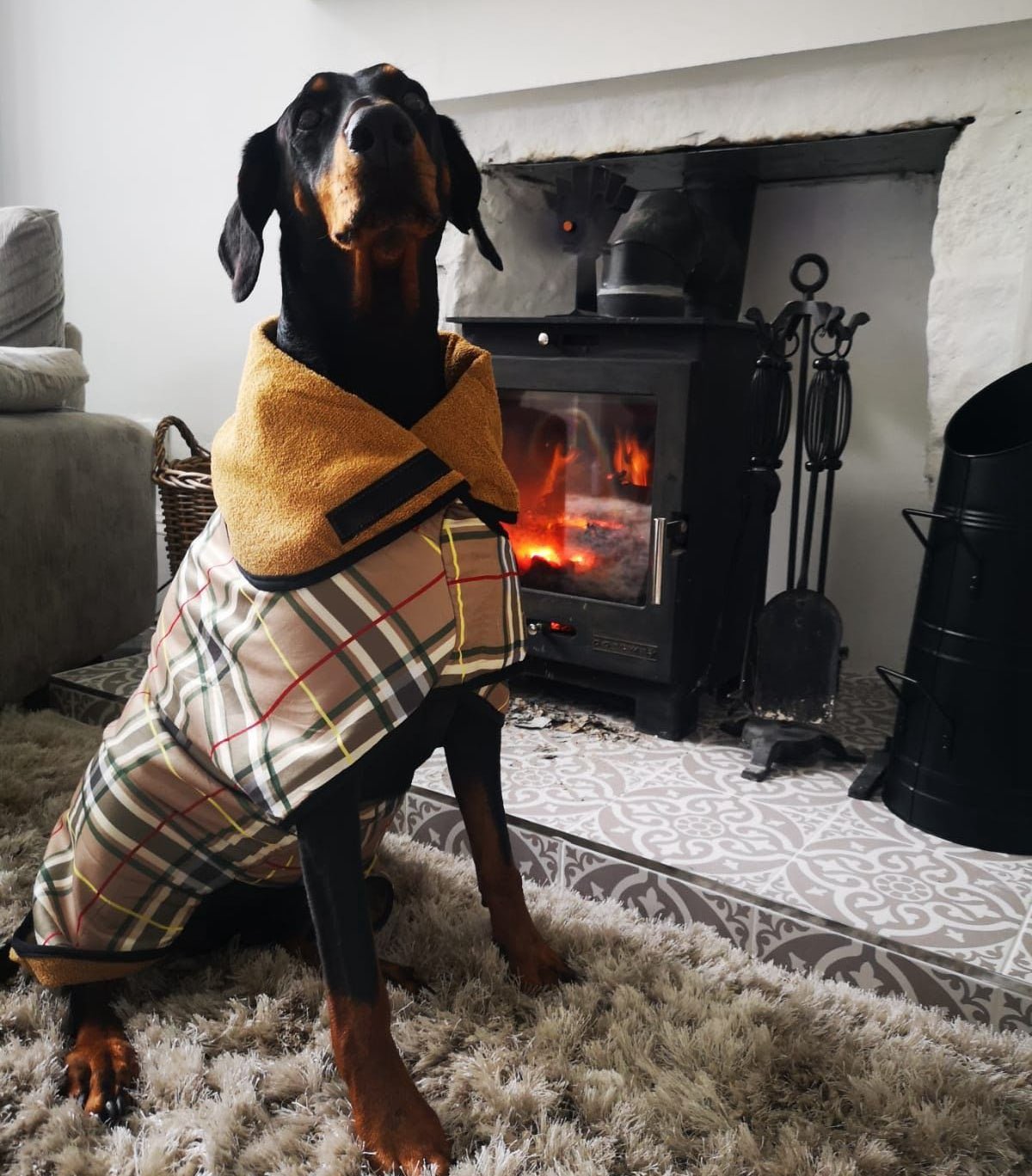 A Dobermann dog is wearing the tartan beige towel warm coat sitting in the living room next to fireplace