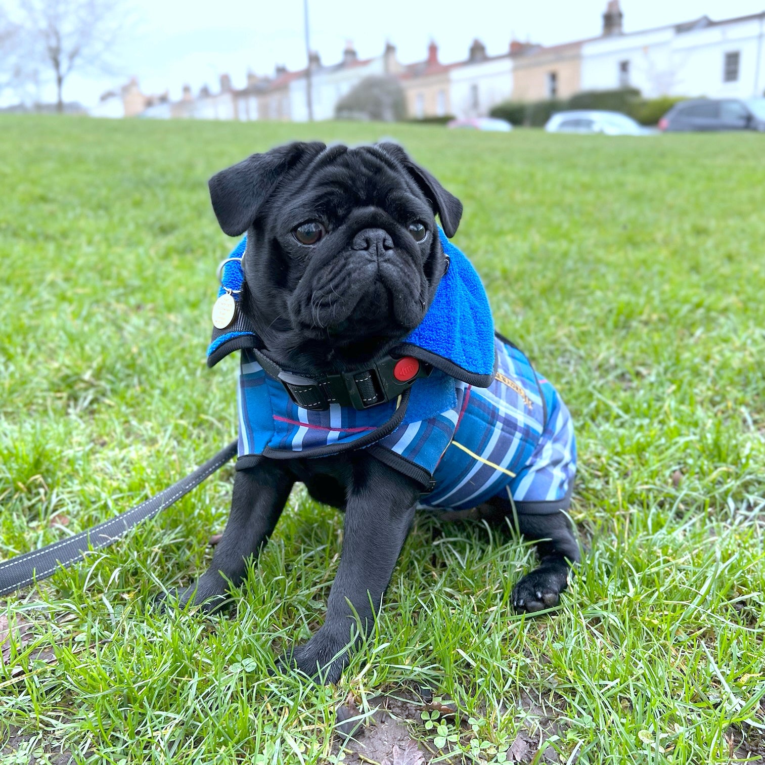 A pug dog sitting in an outdoor park with a blue tartan towel coat on
