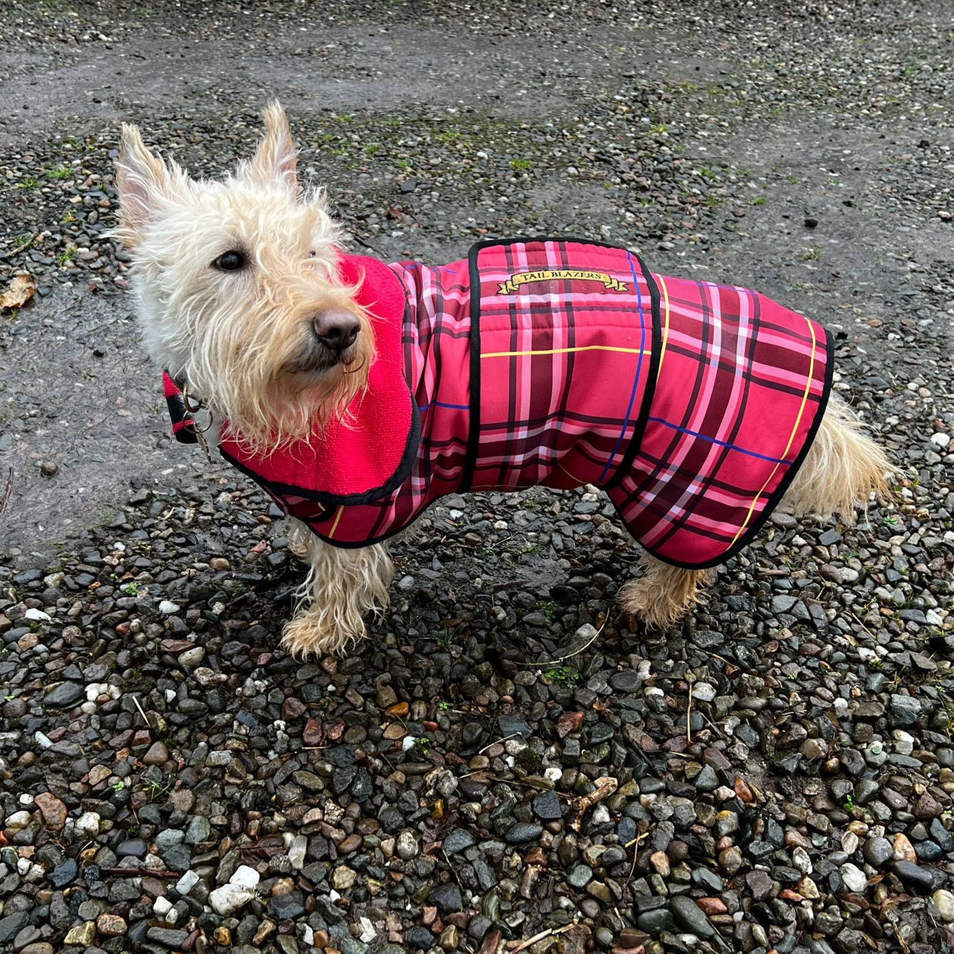 A Golden Yorshire Terrier is wearing a red tartan towel robe standing outdoor