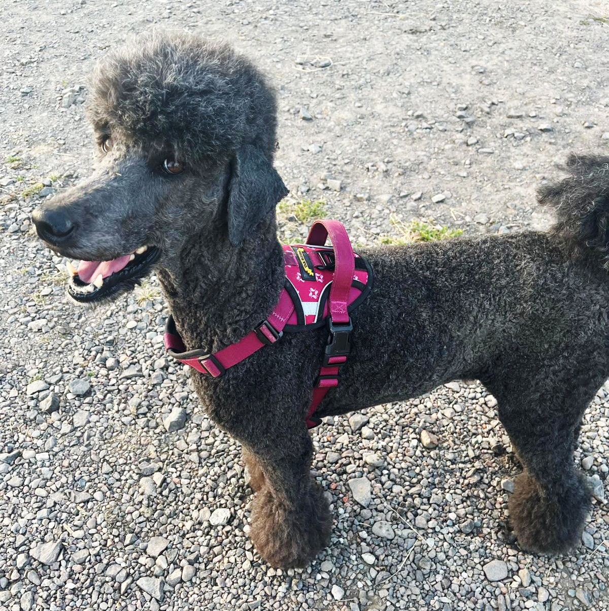 Poodle wearing a pink harness on a gravel surface