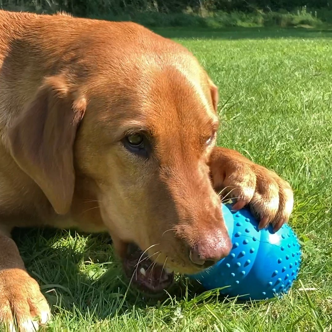 Close up Labrador Retriever dog chewing on a Kong liked rubber chewer