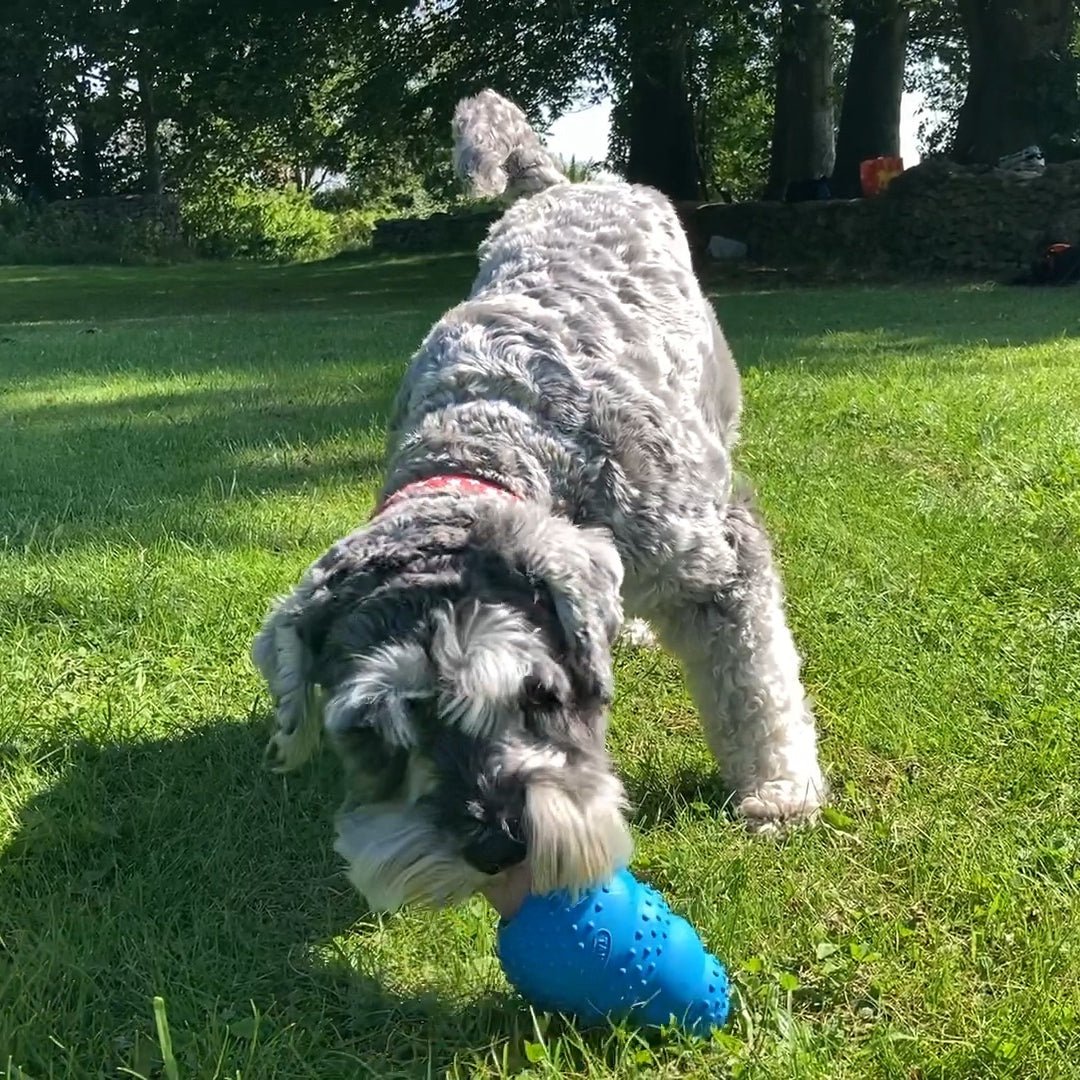 A Schnauzer dog is playing a dog toy rubber chewer in park