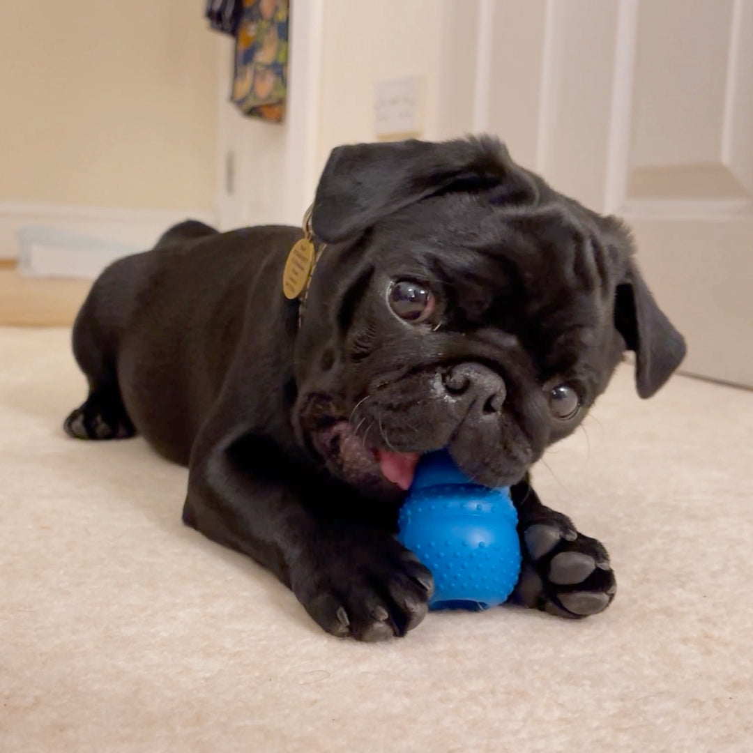 A pug dog is chewing a Kong liked rubber chewer in living room