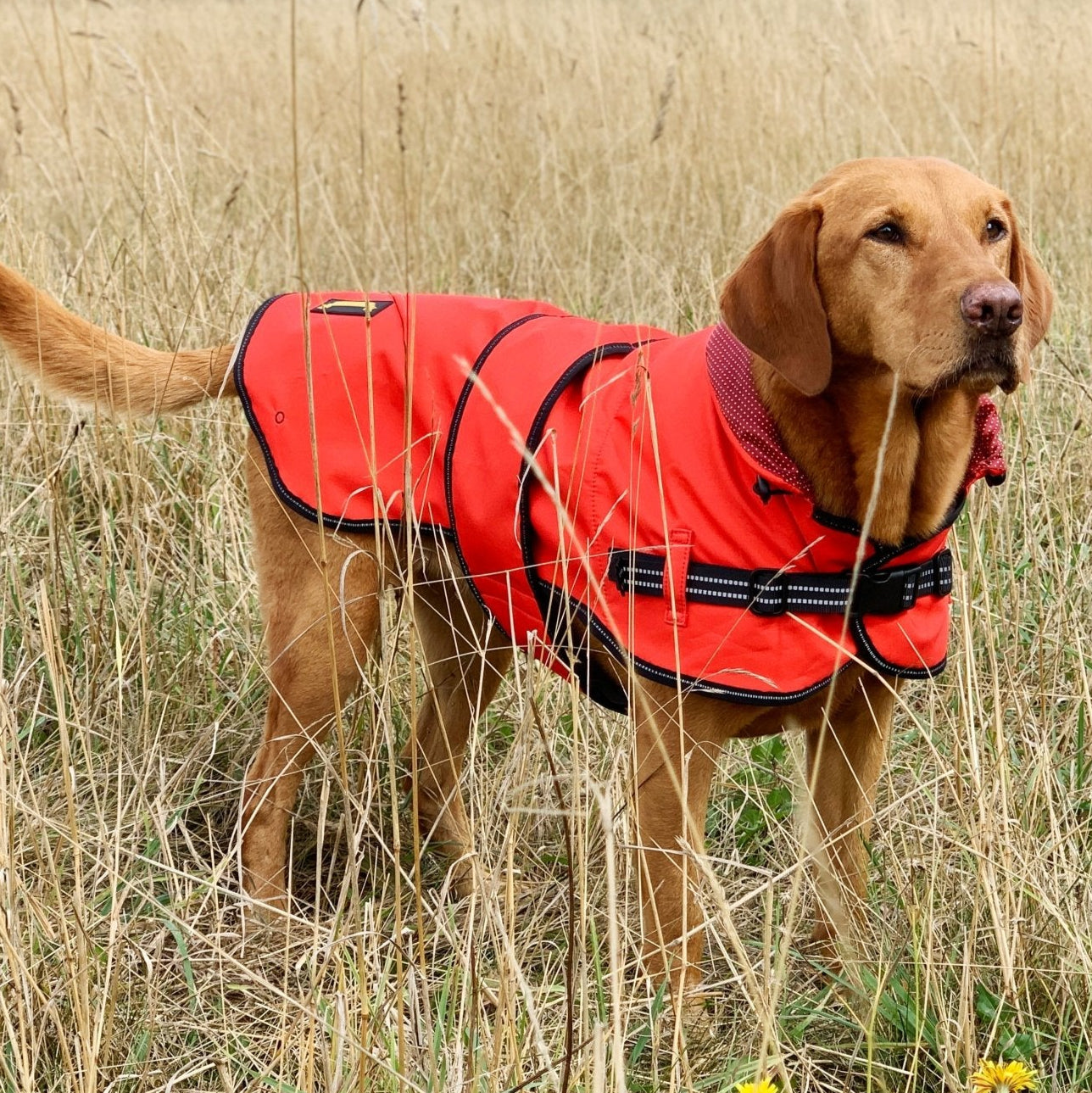 A red colour dog jacket on a Labrador Retriever dog standing in the field