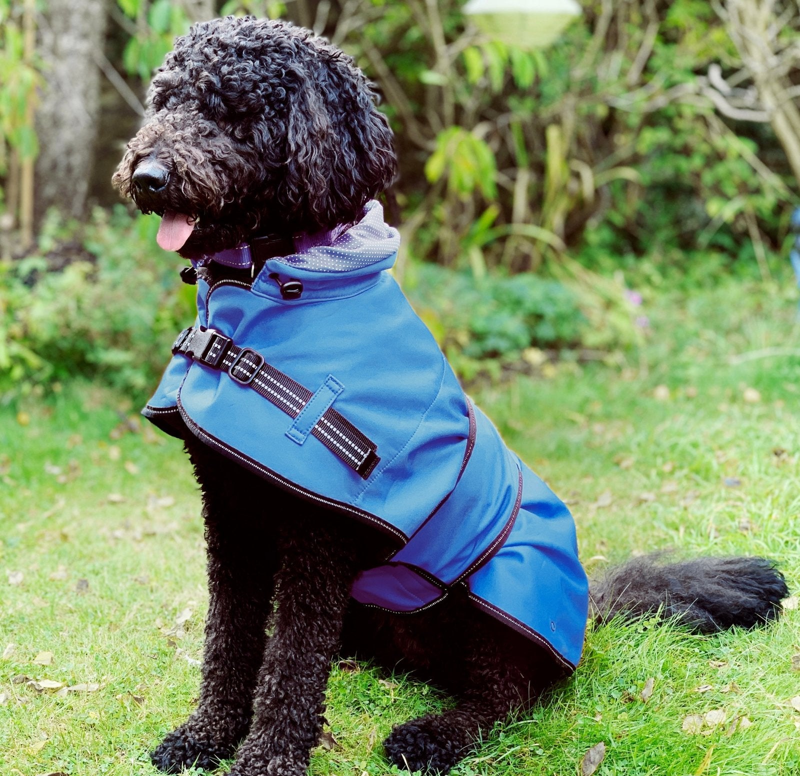 A Labradoodle dog is wearing the blue dog jacket sitting in the park